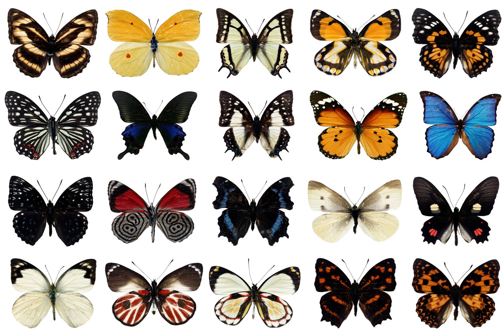 borboletas_etimologia_perisse